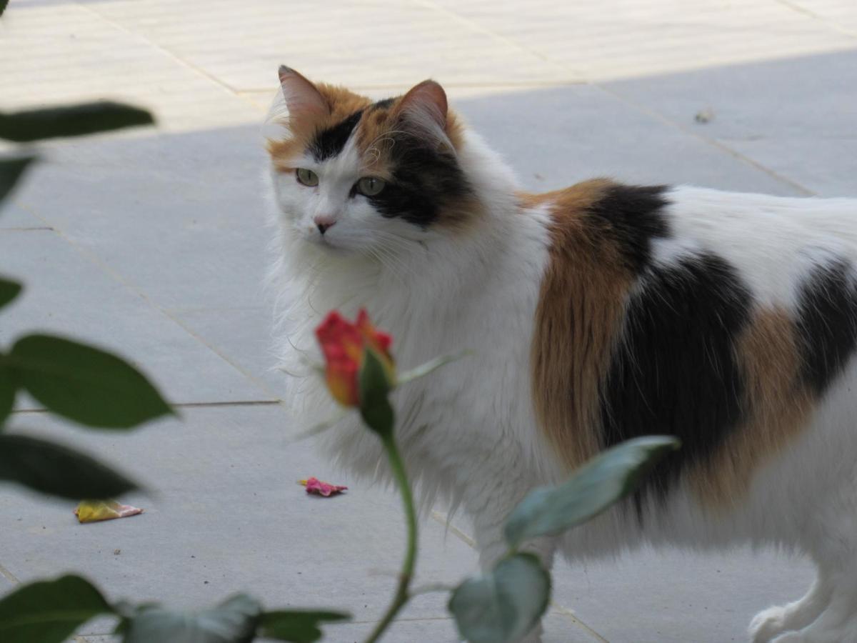 Le Temps D'Une Pause Cessieu Dış mekan fotoğraf